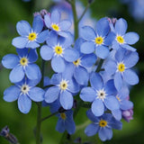 50pcs,Myosotis,Sylvatica,Grass,Seeds,Green,Garden,Plant