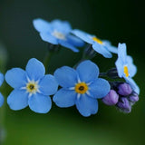 50pcs,Myosotis,Sylvatica,Grass,Seeds,Green,Garden,Plant