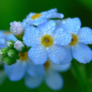 50pcs,Myosotis,Sylvatica,Grass,Seeds,Green,Garden,Plant