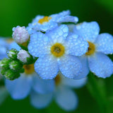 50pcs,Myosotis,Sylvatica,Grass,Seeds,Green,Garden,Plant