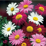 20pcs,Garden,Planting,Chrysanthemum,Cinerariifolium,Seeds