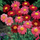 20pcs,Garden,Planting,Chrysanthemum,Cinerariifolium,Seeds