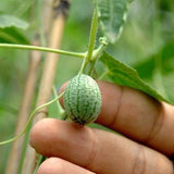 Egrow,10Pcs,Super,Watermelon,Seeds,Thumb,Watermelon,Delicious,Fruit,Seeds