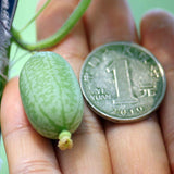 Egrow,10Pcs,Super,Watermelon,Seeds,Thumb,Watermelon,Delicious,Fruit,Seeds