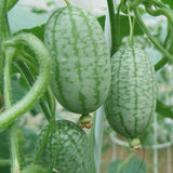 Egrow,10Pcs,Super,Watermelon,Seeds,Thumb,Watermelon,Delicious,Fruit,Seeds