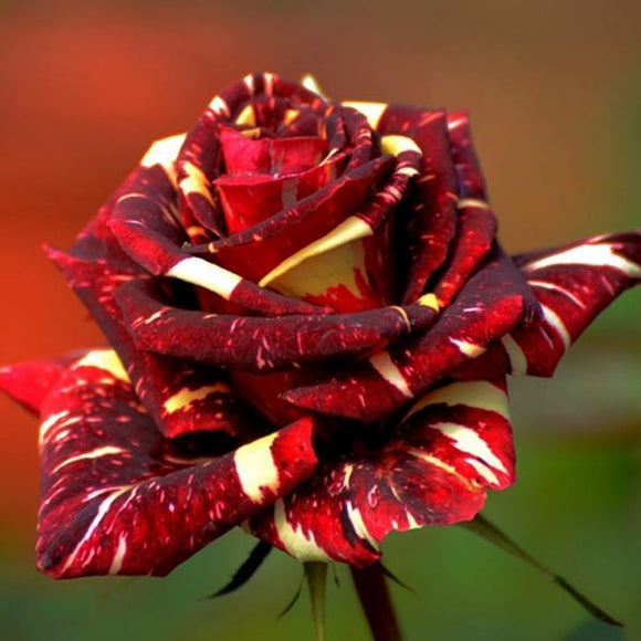 30Pcs,Meteoric,Shower,Seeds,Abracadabra,Seeds,Flower,Bonsai,Garden