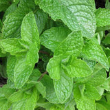 Egrow,30pcs,Mentha,Spicata,Spearmint,Seeds,Perennial,Flower,Seeds