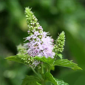 Egrow,30pcs,Mentha,Spicata,Spearmint,Seeds,Perennial,Flower,Seeds