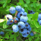 Egrow,30Pcs,Blueberry,Seeds,Garden,Edible,Fruit,Bonsai,Plant,Indoor,Outdoor,Delicious,Plant