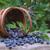 Egrow,30Pcs,Blueberry,Seeds,Garden,Edible,Fruit,Bonsai,Plant,Indoor,Outdoor,Delicious,Plant