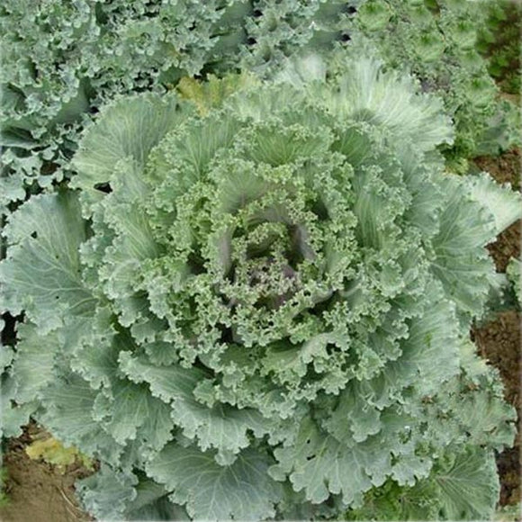 100PCS,Dwarf,Curled,Garden,Organic,Vegetable,Seeds