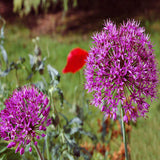 25pcs,Allium,Giganteum,Seeds,Purple,Plant,Garden