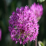 25pcs,Allium,Giganteum,Seeds,Purple,Plant,Garden