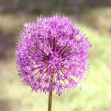 25pcs,Allium,Giganteum,Seeds,Purple,Plant,Garden