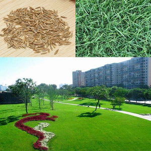 10000pcs,Fescue,Grass,Seeds,Garden,Ideal