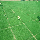 10000pcs,Fescue,Grass,Seeds,Garden,Ideal