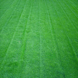 10000pcs,Fescue,Grass,Seeds,Garden,Ideal