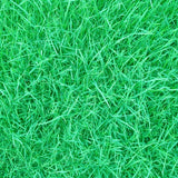 10000pcs,Fescue,Grass,Seeds,Garden,Ideal