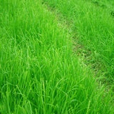 10000pcs,Fescue,Grass,Seeds,Garden,Ideal