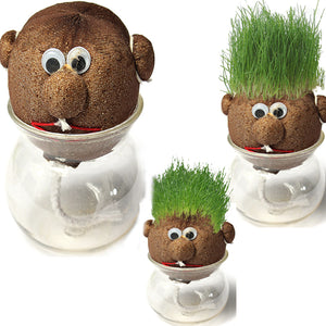 Magic,Grass,Plant,Grass,Indoor,Potted,Plant
