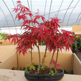 Egrow,10pcs,Maple,Seeds,Garden,Bonsai,Beautiful,Indoor,Potting,Plant