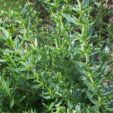 Egrow,Hyssop,Grass,Seeds,Hyssop,Grass,Flower,Flower,Hyssop,Garden,Decoration