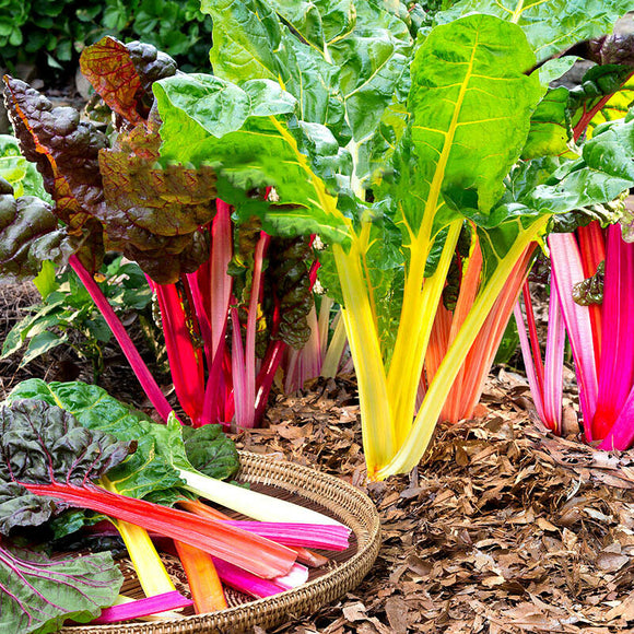 Egrow,Rainbow,Sugarbeet,Seeds,Organic,Vegetable,Garden,plant