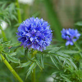 Egrow,Cornflower,Seeds,Loosestrife,Lythrum,Bonsai,Garden,Plant