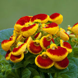 Egrow,Calceolaria,herbeohybrida,Seeds,Bonsai,flower,Garden,plant
