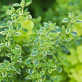 Egrow,Thyme,Seeds,Green,Lemon,Thyme,Grass,Bonsai,Garden,Plant,Vegetable,Bonsais,Thymus,Citriodorus,Mosquito,Repelling,Creeping