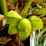 Egrow,Coconut,Seeds,Perennial,Bonsai,Juicy,Fruit,Plants,Garden,Planting