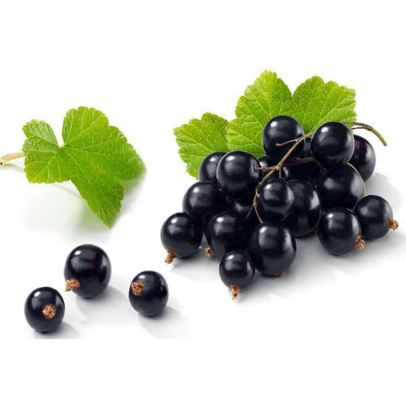 Egrow,Blackcurrant,Seeds,Ribes,Nigrum,Fruit,Bonsai,Garden,Plant