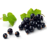 Egrow,Blackcurrant,Seeds,Ribes,Nigrum,Fruit,Bonsai,Garden,Plant