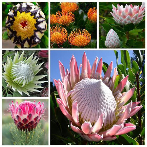 Egrow,Protea,Seeds,Protea,Cynaroides,Bonsai,Planting,Bonsai,Flower,Bonsai,Flower