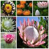 Egrow,Protea,Seeds,Protea,Cynaroides,Bonsai,Planting,Bonsai,Flower,Bonsai,Flower