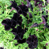 Egrow,100Pcs,Black,Petunia,Seeds,Bonsai,Flower,Seeds,Annual,Bonsai,Petunia