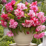 100Pcs,Begonia,Flower,Seeds,Magic,Garden,Bonsai,Flower,Seeds