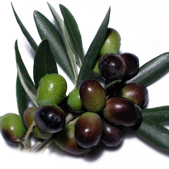 Egrow,Olive,Seeds,Fruit,Seeds,Bonsai,Plants,Garden,Exotic,Plant,Species,Seeds