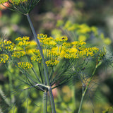 Egrow,Fennel,Seeds,Anise,Foeniculum,Bonsai,flower,Garden,plant