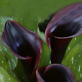 Egrow,Calla,Seeds,Tropic,Beautifying,Plants,Garden,Potted,Flowers,Perennial,Seeds