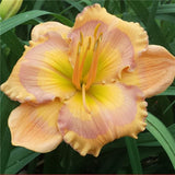 Egrow,Daylily,Seeds,Daylily,Flowers,Hemerocallis,Indoor,Bonsai,Flower,Perennial,Plant,Garden,Supplies
