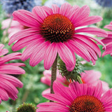 Egrow,Echinacea,Seeds,Purple,Coneflowe,Bonsai,Garden,Plant