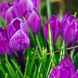 Egrow,Tulip,Seeds,Bonsai,Flower,Seeds,Tulips,Potted,Perennial,Bonsai,Plants,Seeds