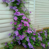 Egrow,100Pcs,Clematis,Flower,Seeds,Perennial,Vines,Climbing,Clematis,Plant,Garden,Decoration