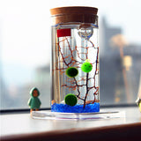 Micro,Landscape,Cylinder,Glass,Bottle,Colorful,Light,Succulent,Plants