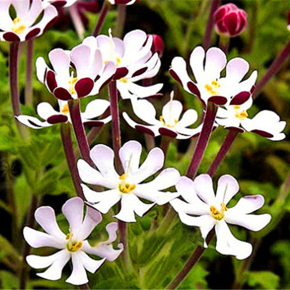 Egrow,Phlox,Seeds,Night,Blooming,Phlox,Bonsai,Plants,Gardening,Flower,Balcony,Flower,Seeds