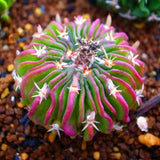 Egrow,200Pcs,Scallop,Cactus,Seeds,Meaty,Plant,Succulent,Bonsai,Plants,Seeds