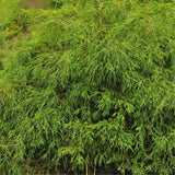 Egrow,Cypress,Seeds,Cypress,Plant,Chamaecyparis,Pisifera,Filifera