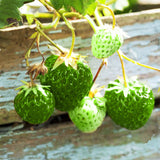 500Pcs,Green,Strawberry,Seeds,Garden,Fruit,Seeds,Heirloom,Super,Strawberry,Garden,Seeds