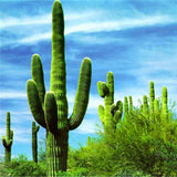 Egrow,Stone,Cactus,Seeds,Succulents,Stone,Cactus,Bonsai,Potted,Flowers